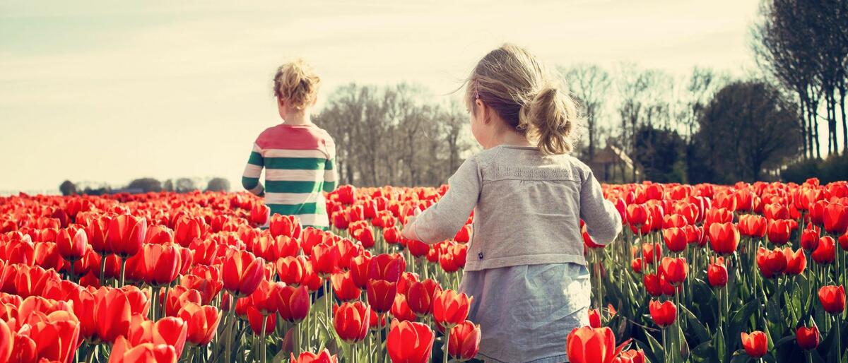 2 kids walking on red tulip garden under blu sky 36745